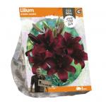 Baltus Lelie Lilium Asiatic Landini bloembollen per 1 stuks